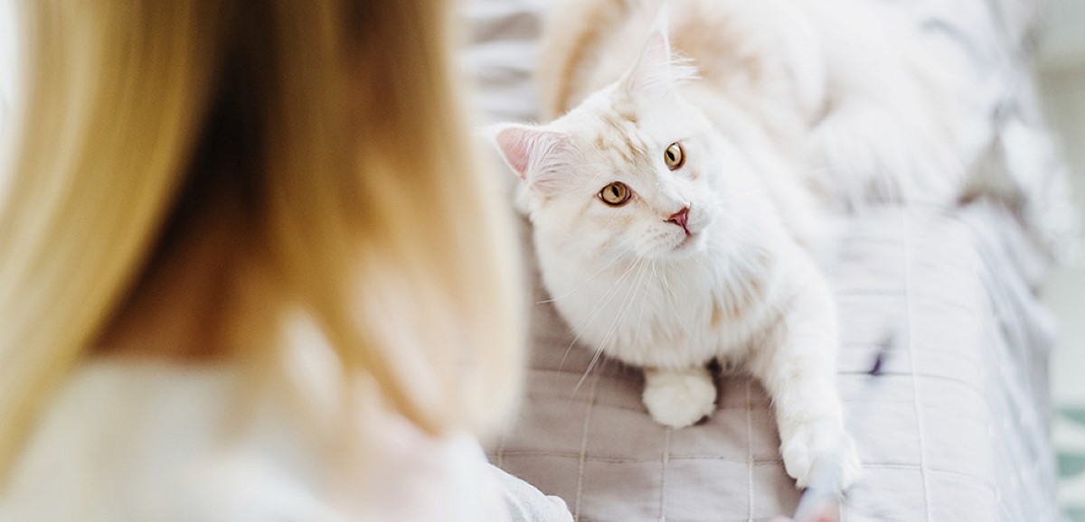 OPAH brand image of a white cat playing with his owner