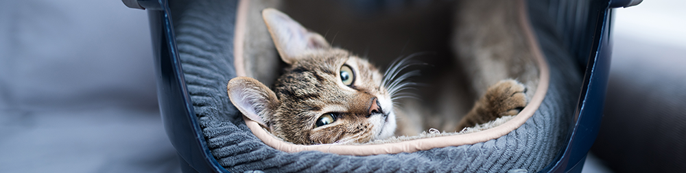 Relaxed cat in a carrier.png