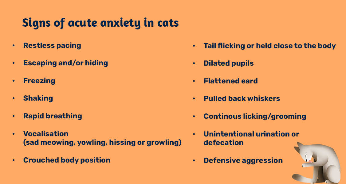 Signs of acute anxiety in cats - website v2.png