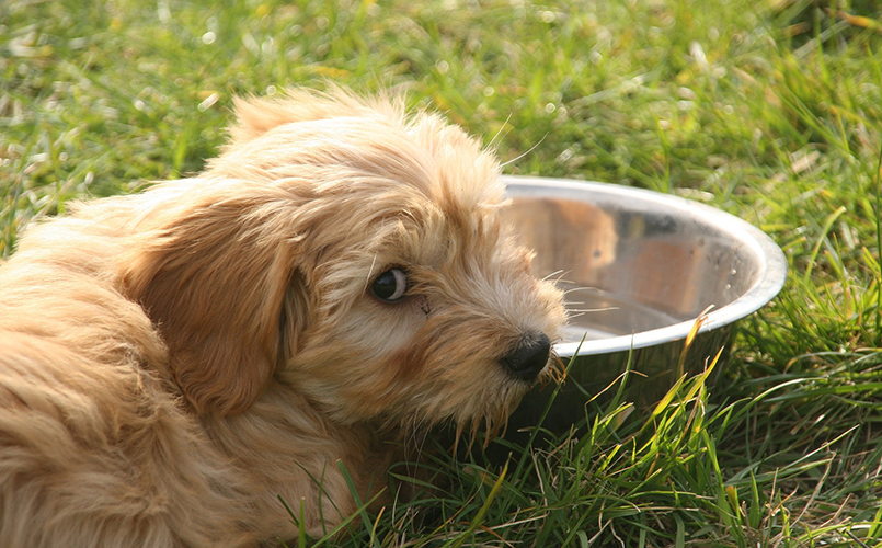 Koira pxhere 805x500.jpg