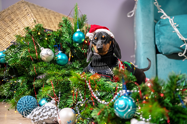 Hund til jul.jpg