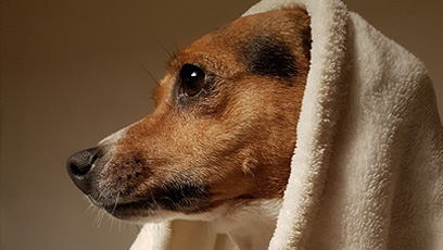 Bella under pledd_2.jpg