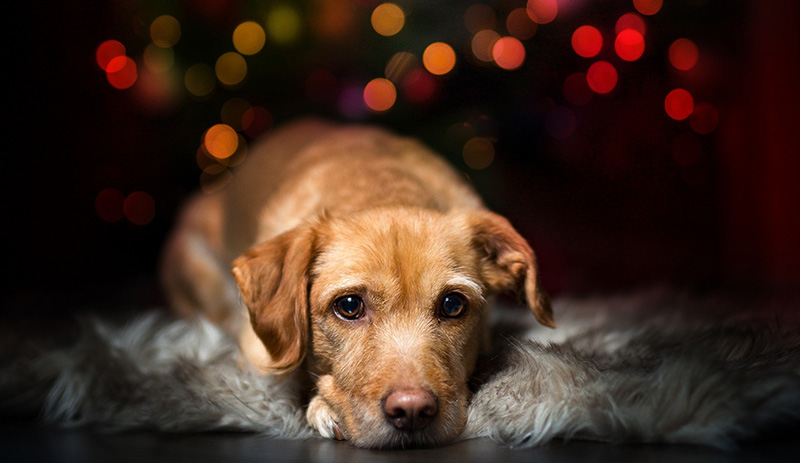 Labrador - jul_2.jpg