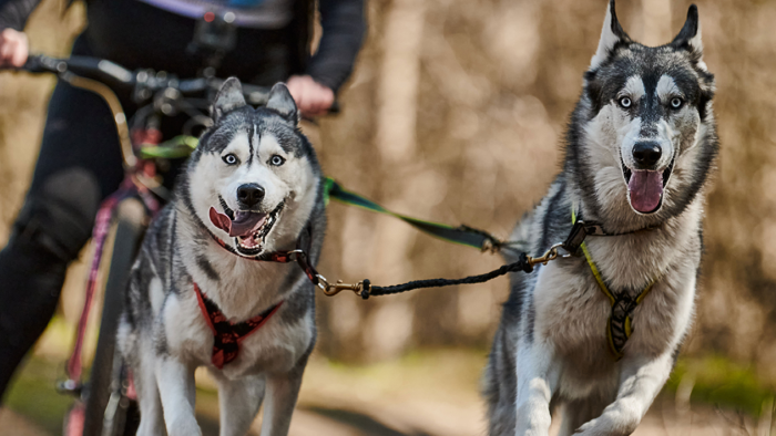 Sykling med hund.png