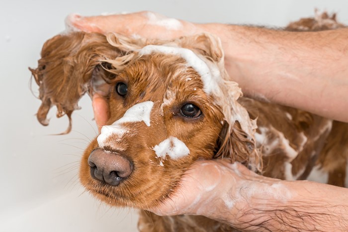 shutterstock_1296906466_hemsida.jpg
