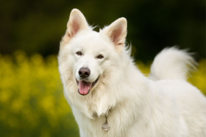 Vit hund_hemsida.png